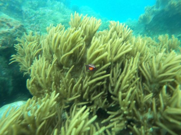 Nha Trang Diving Tour